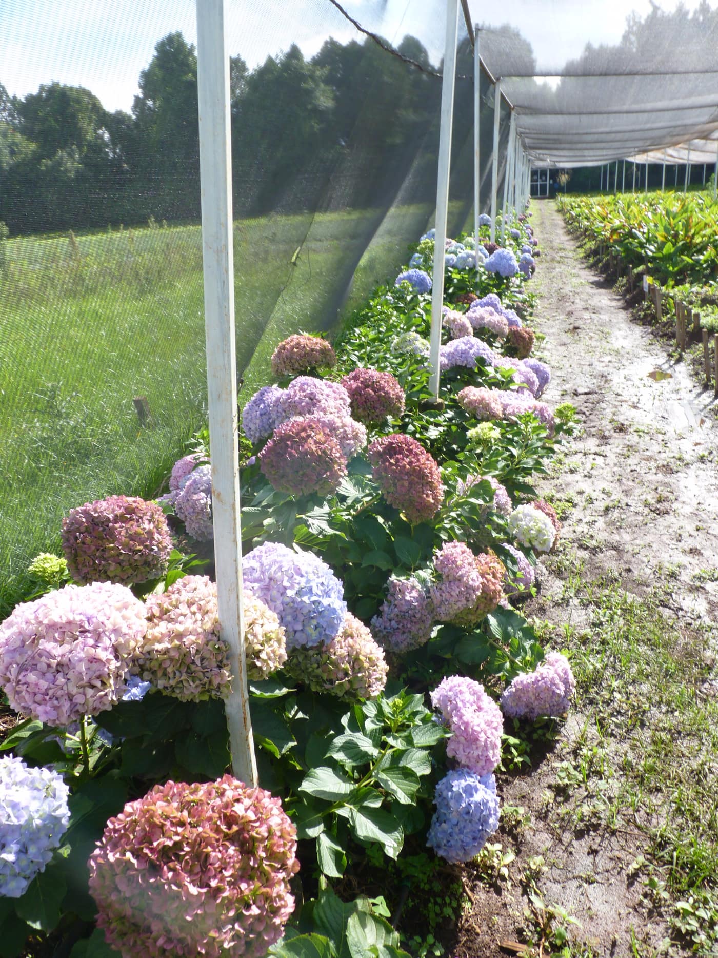GGG Produce farm and herb photography (223)