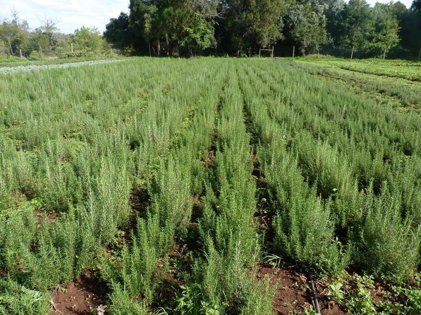 GGG Produce farm and herb photography (224)