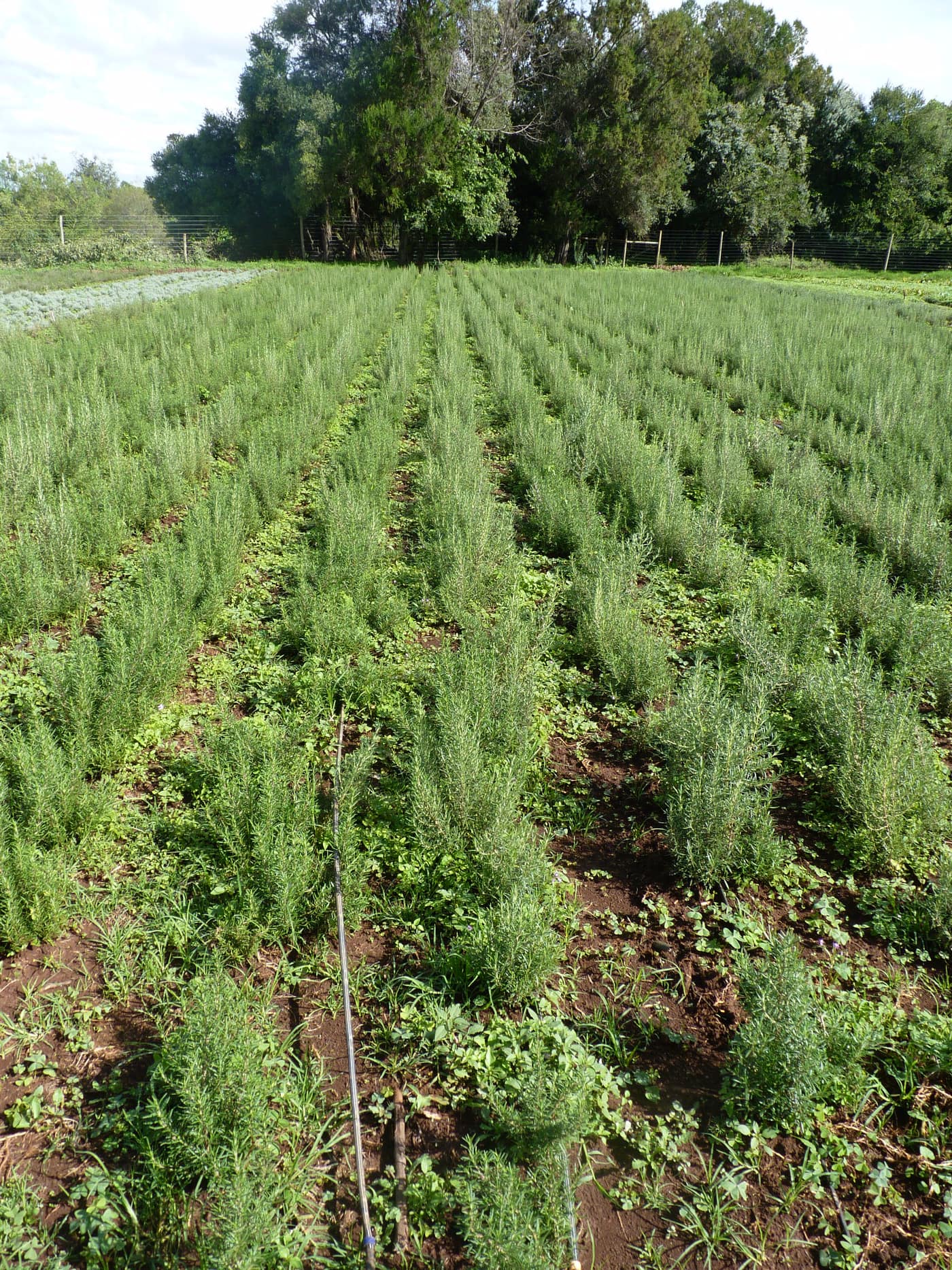 GGG Produce farm and herb photography (225)