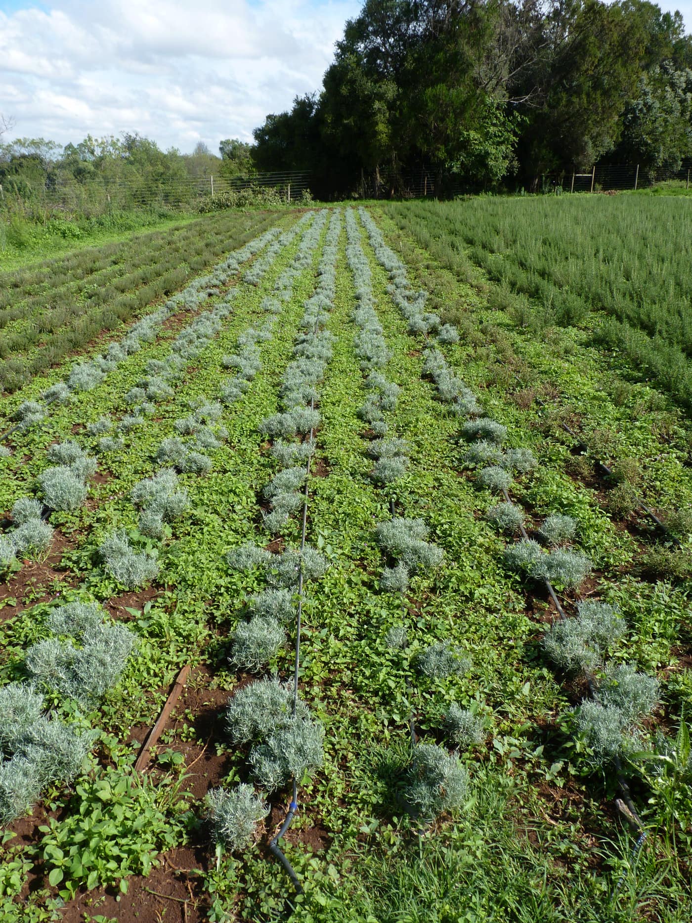 GGG Produce farm and herb photography (227)