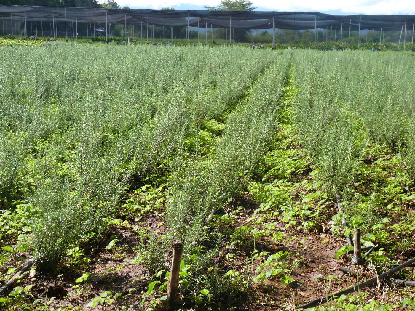 GGG Produce farm and herb photography (229)
