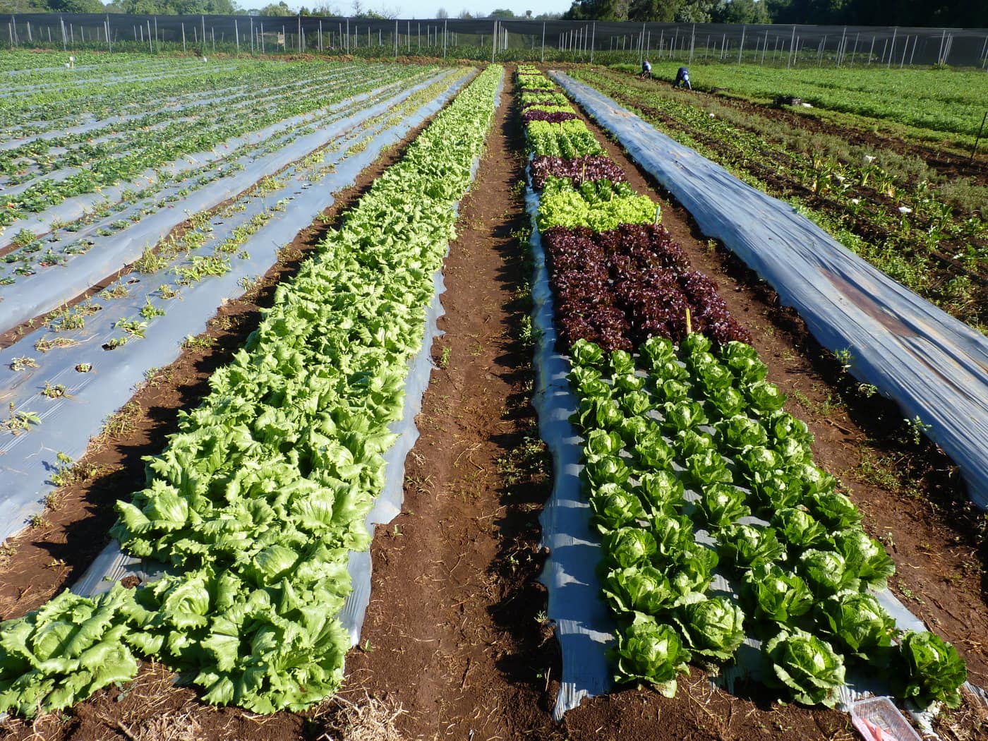 GGG Produce farm and herb photography (1)