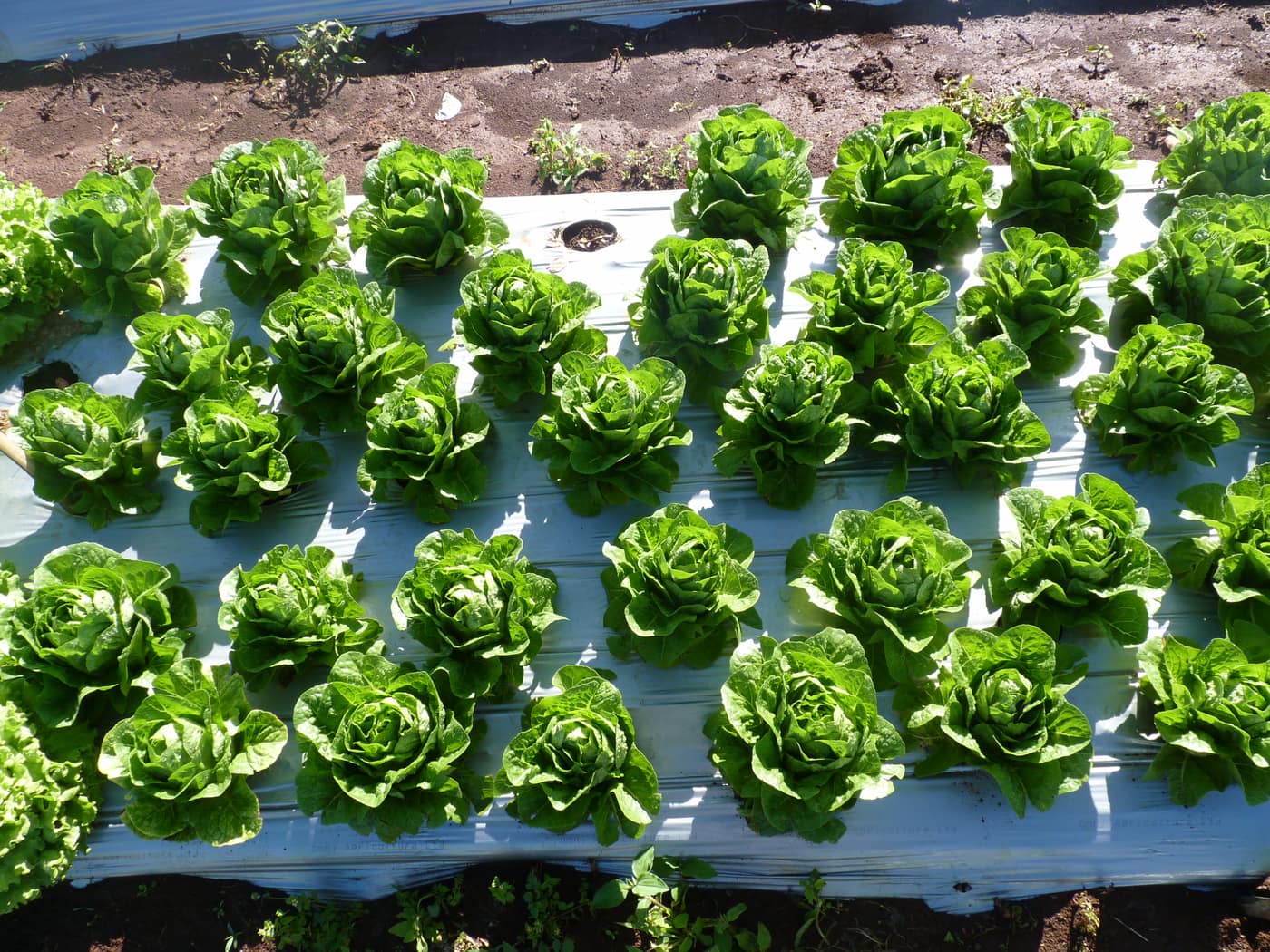 GGG Produce farm and herb photography (2)