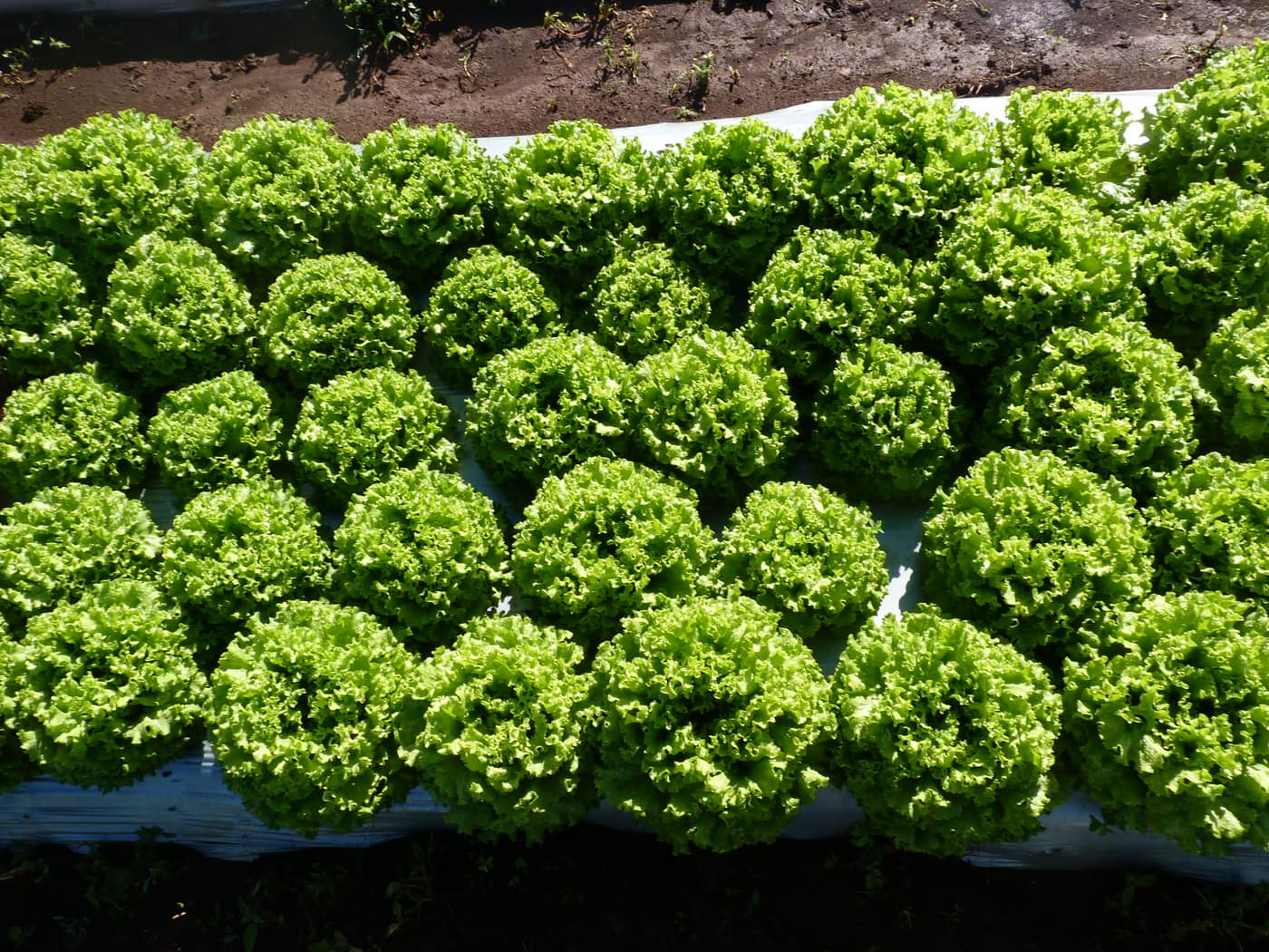 GGG Produce farm and herb photography (3)
