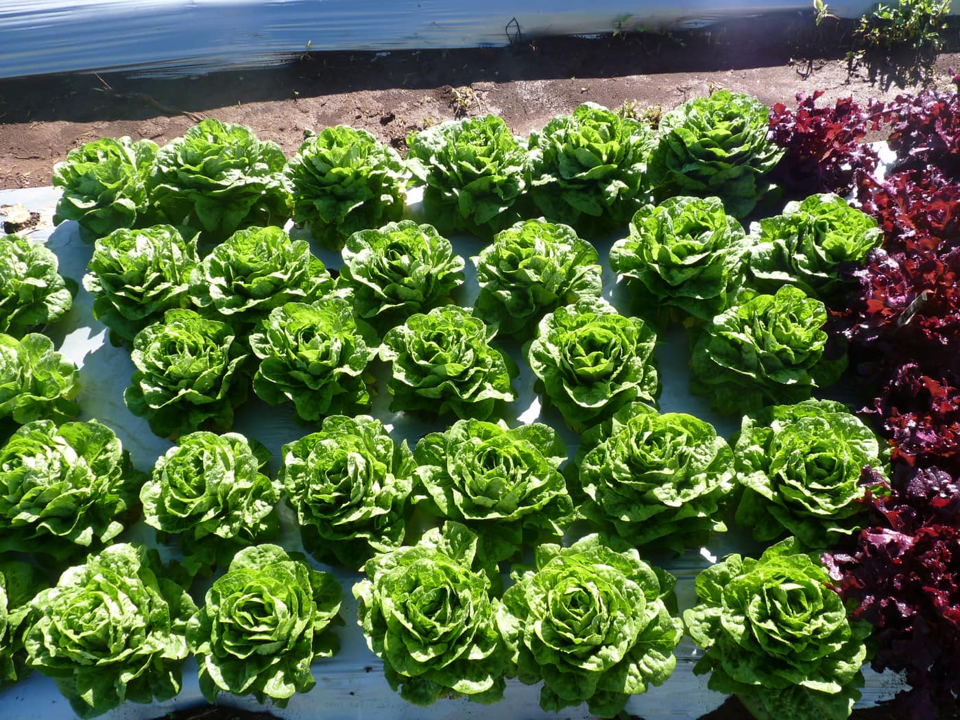 GGG Produce farm and herb photography (4)