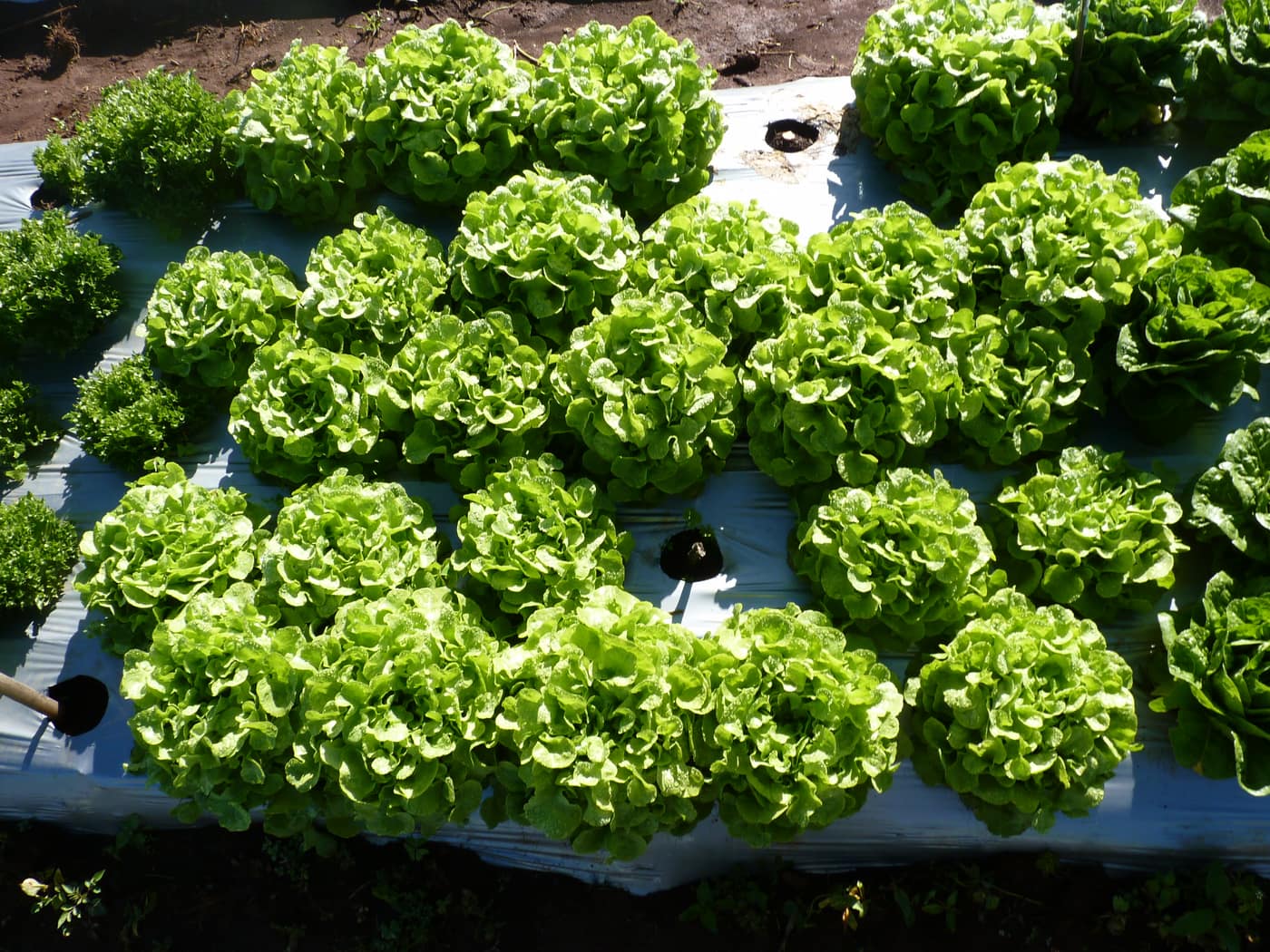 GGG Produce farm and herb photography (5)