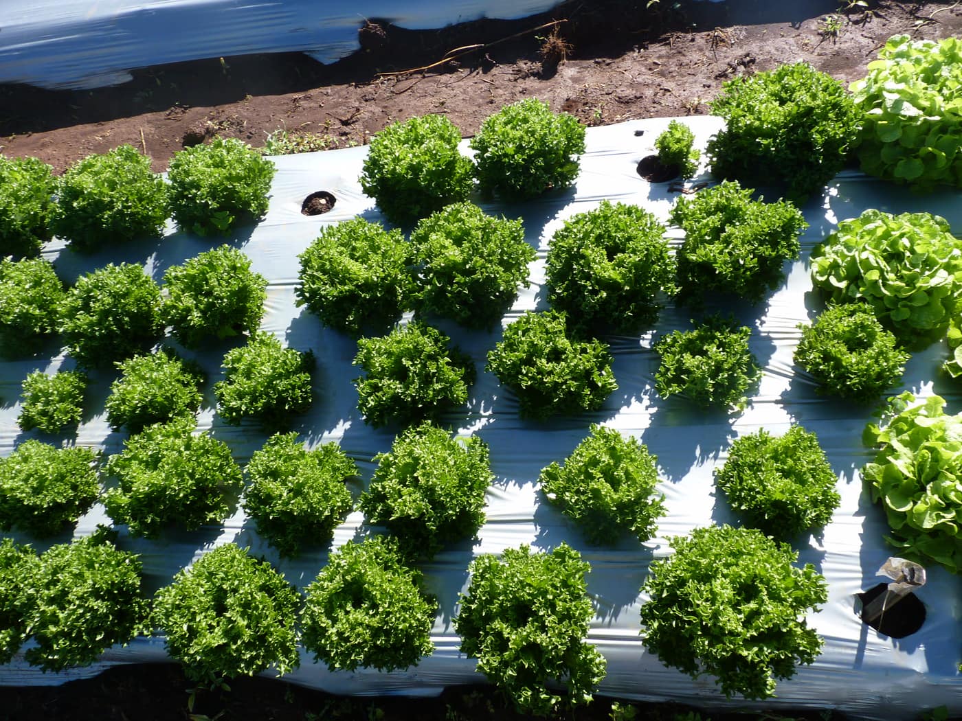 GGG Produce farm and herb photography (6)
