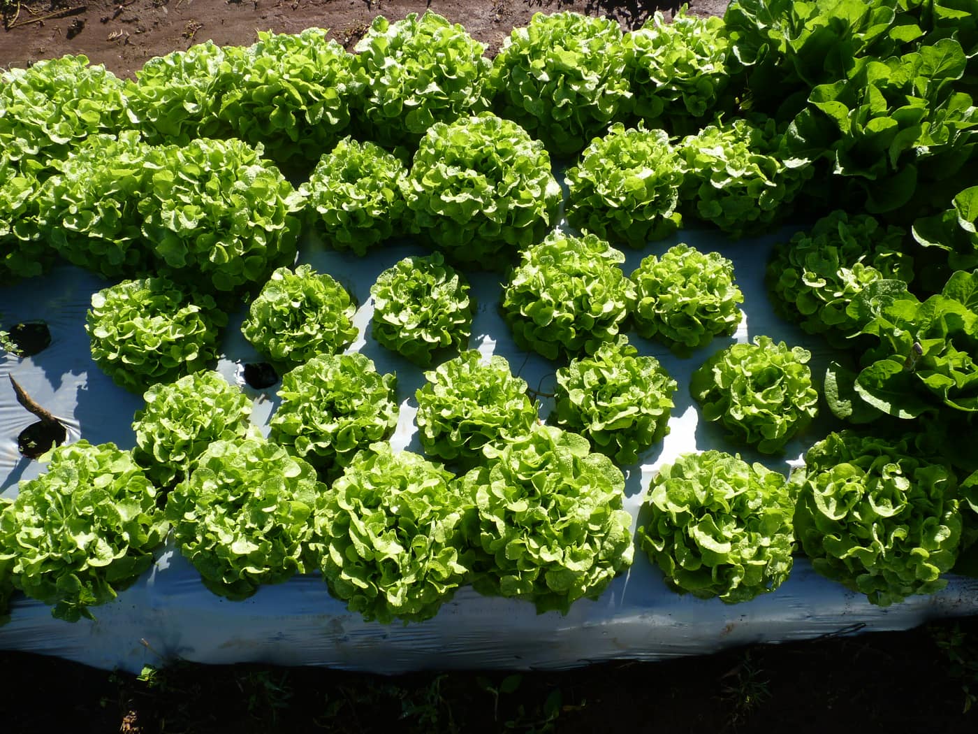 GGG Produce farm and herb photography (9)