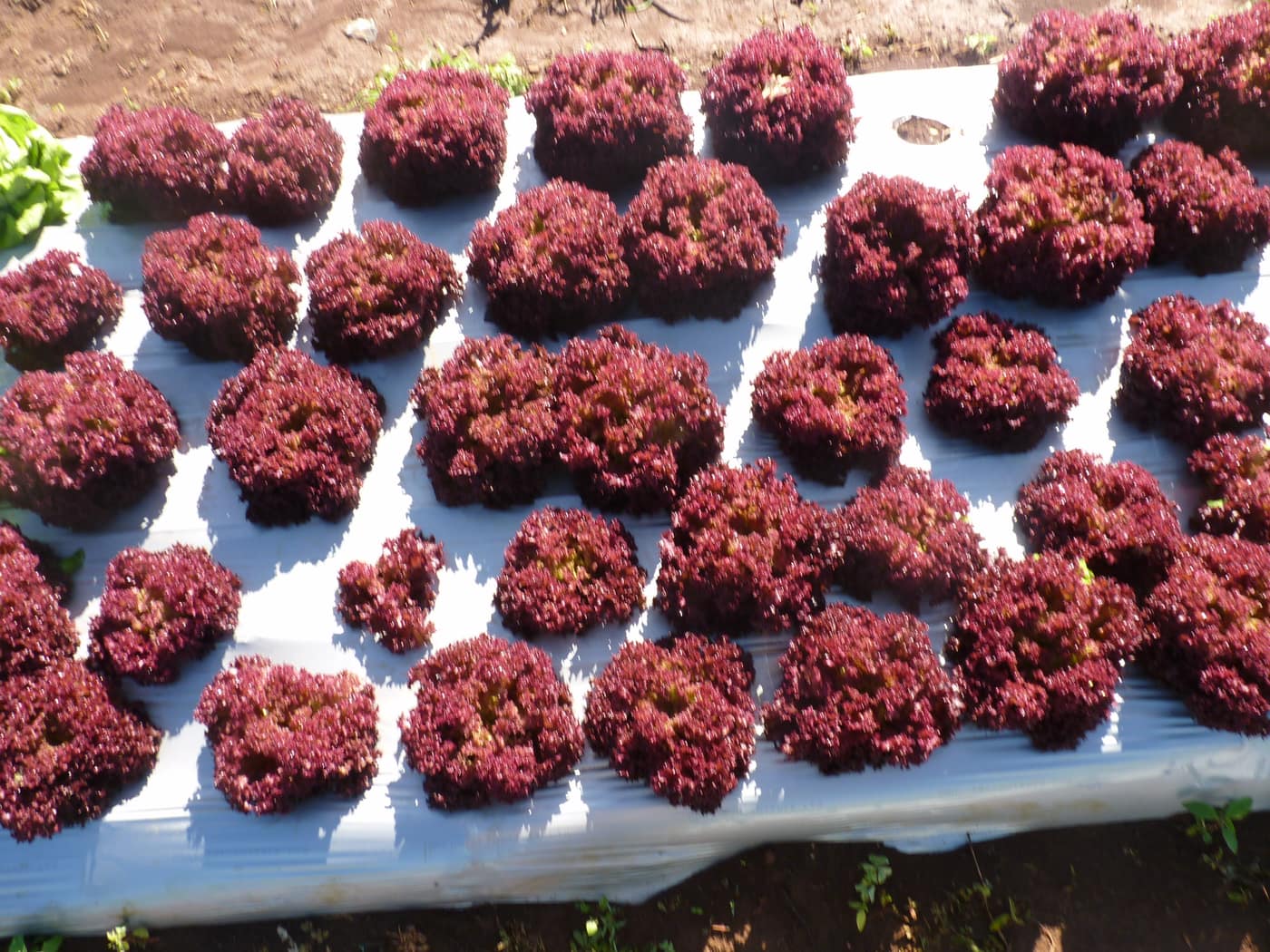 GGG Produce farm and herb photography (10)