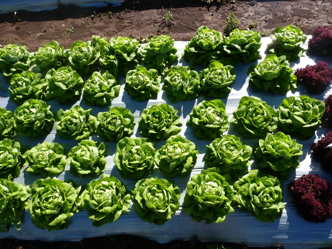 GGG Produce farm and herb photography (11)