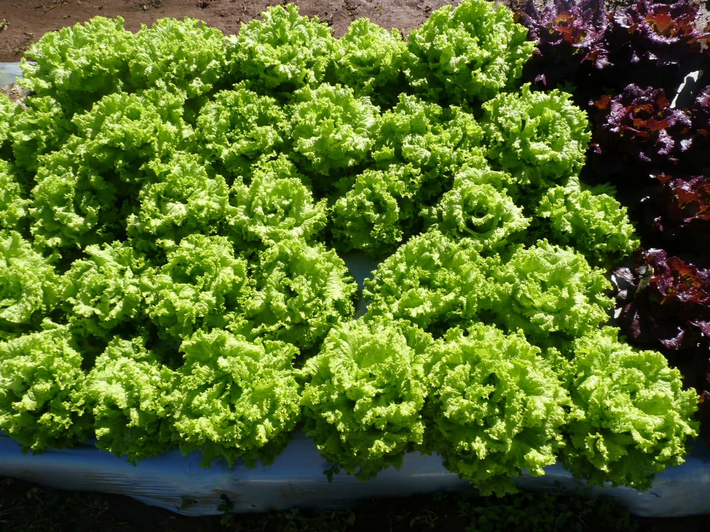 GGG Produce farm and herb photography (13)