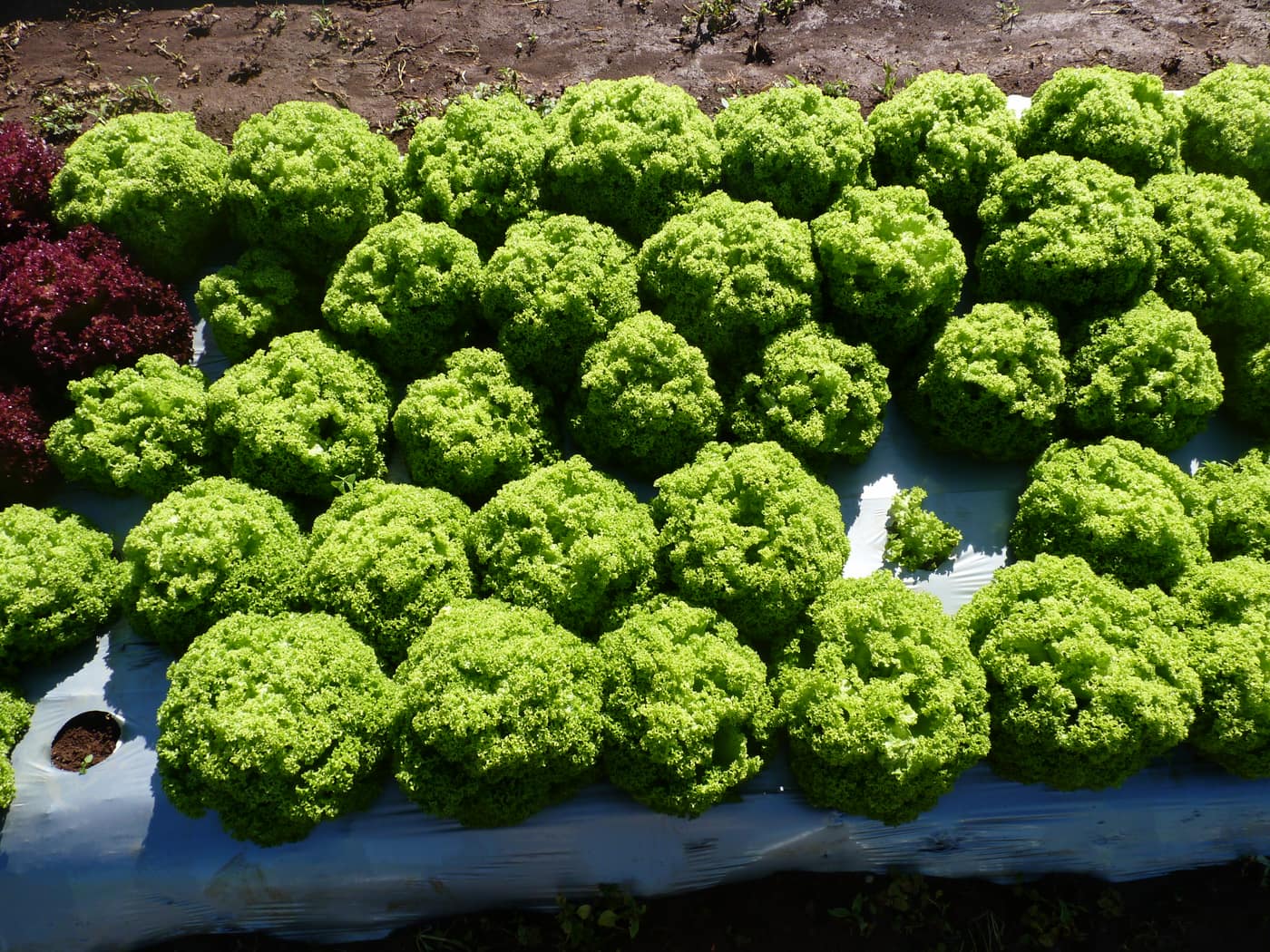 GGG Produce farm and herb photography (14)