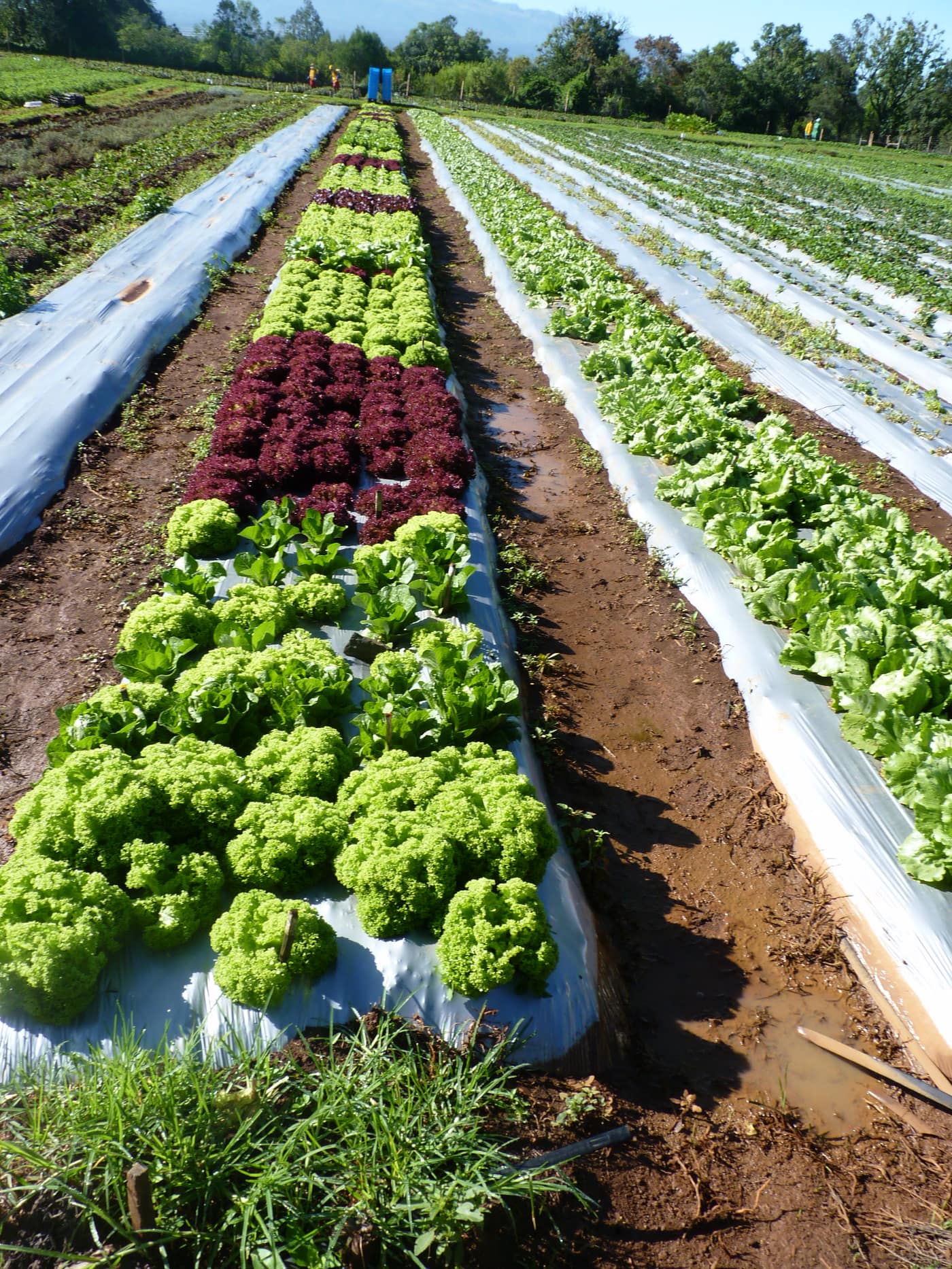 GGG Produce farm and herb photography (16)