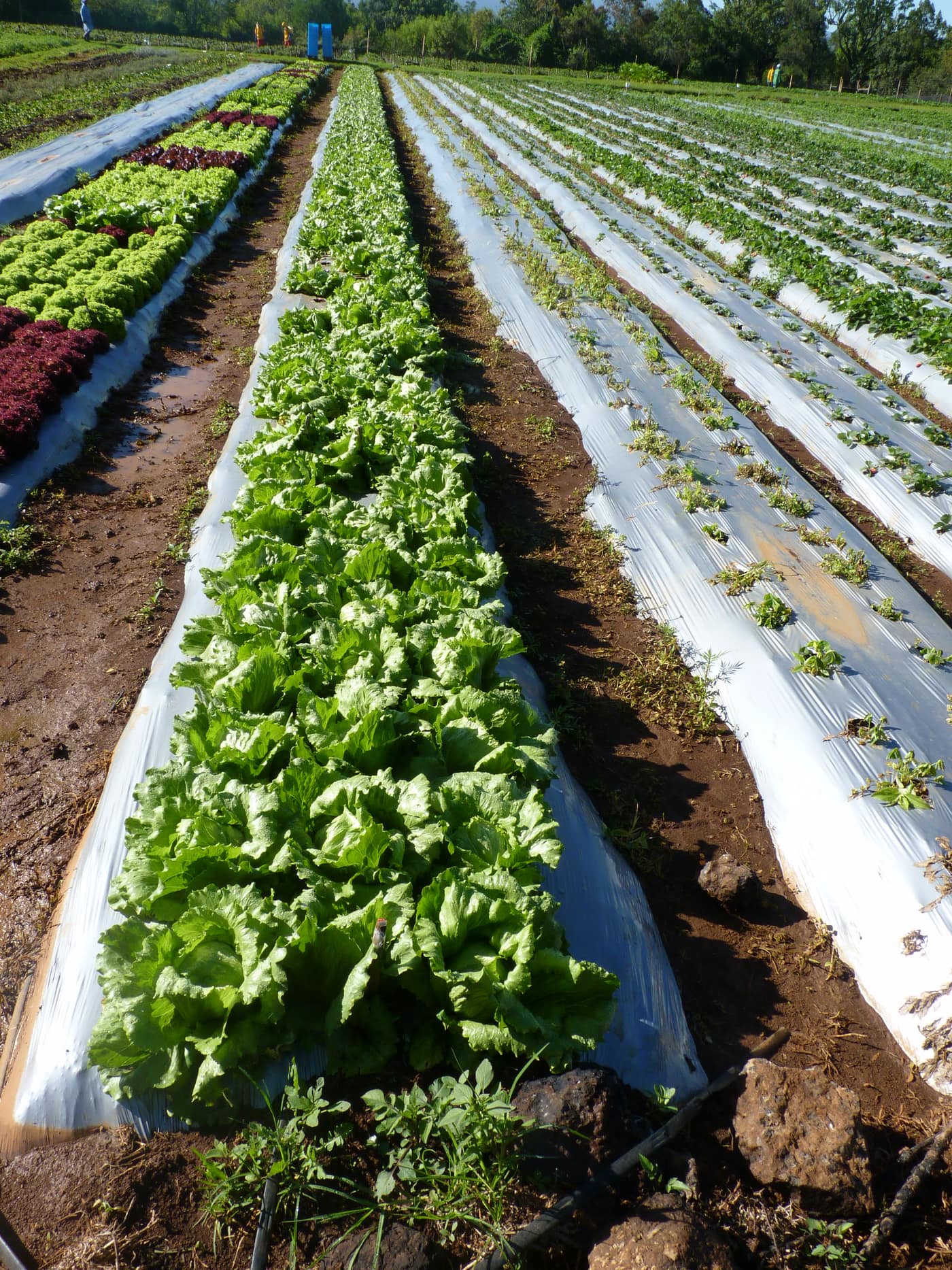 GGG Produce farm and herb photography (17)