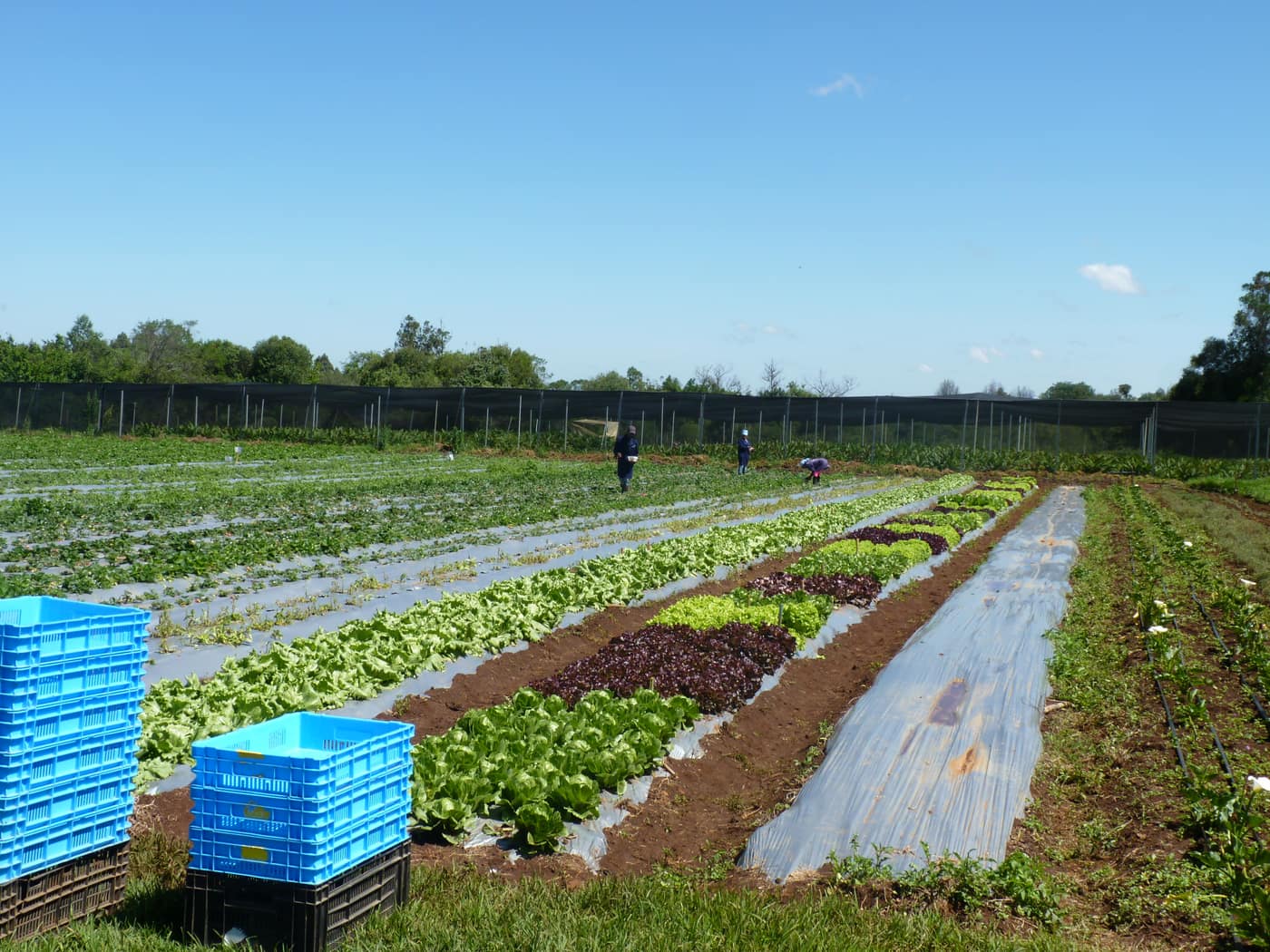 GGG Produce farm and herb photography (18)