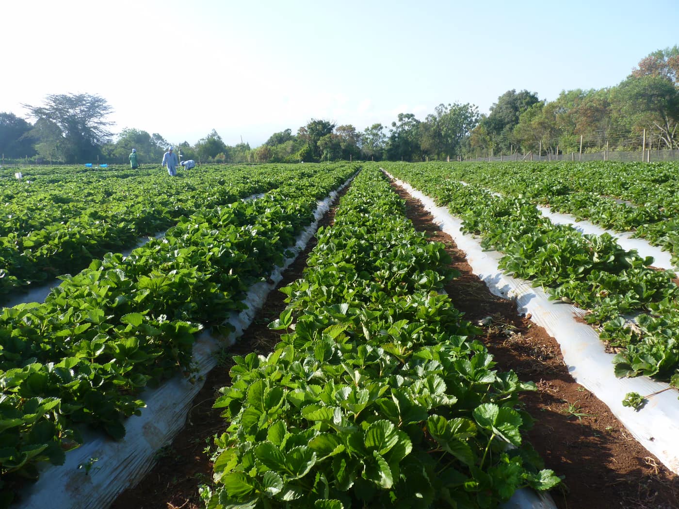 GGG Produce farm and herb photography (20)
