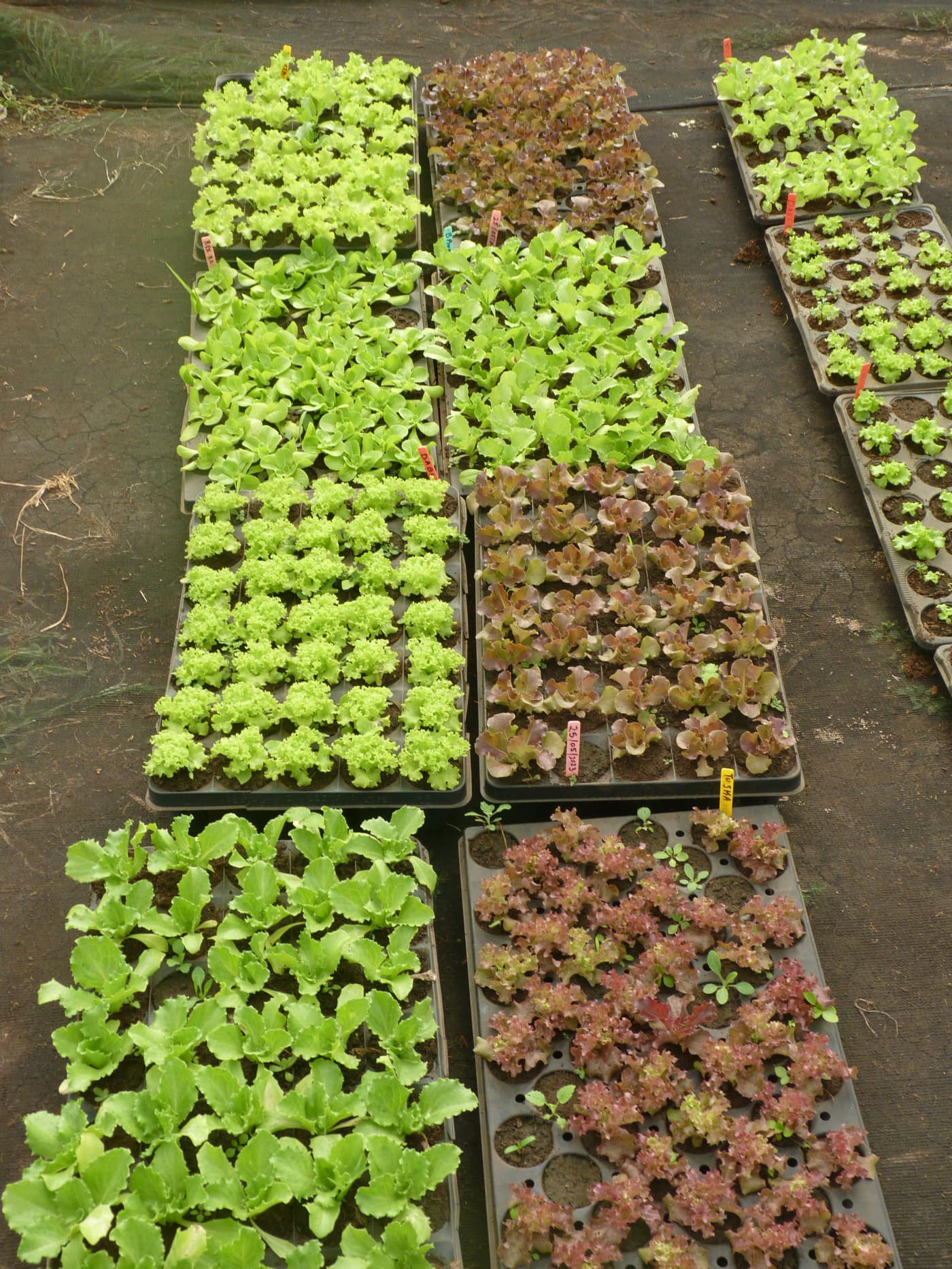 GGG Produce farm and herb photography (21)