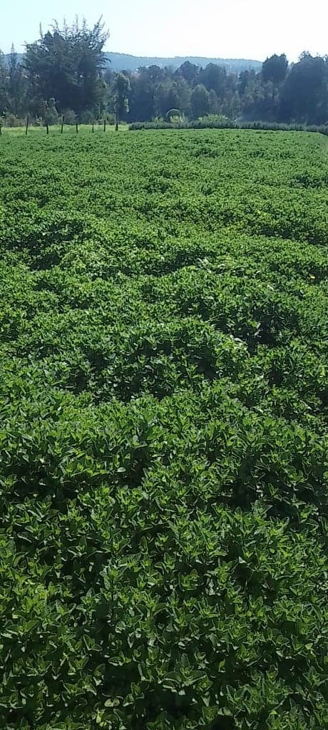 Dense highland herb field stretching toward a treeline under a clear sky