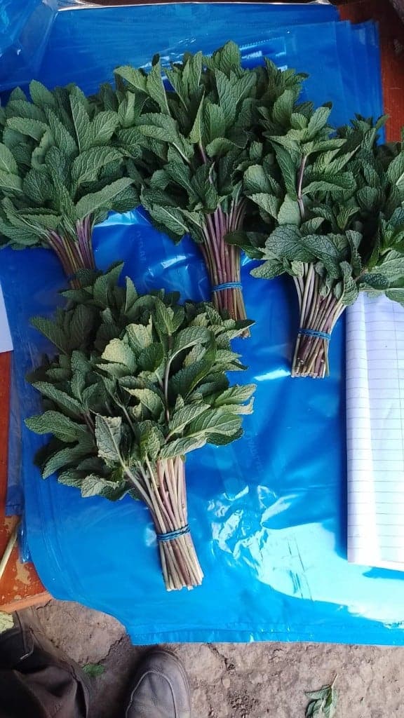 Mint bunches tied for packing on a blue export liner