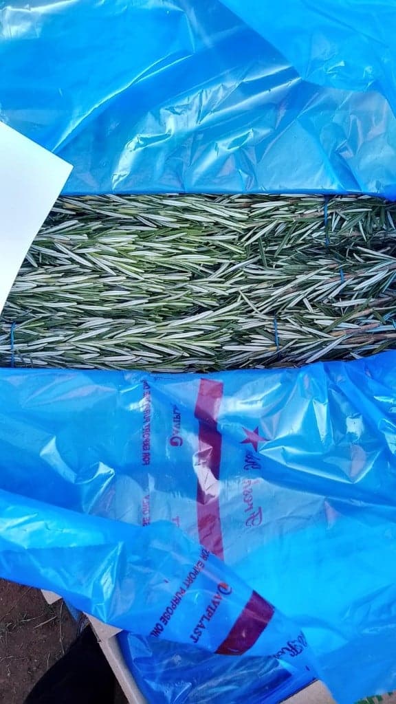 Bundled rosemary packed in a blue export liner bag