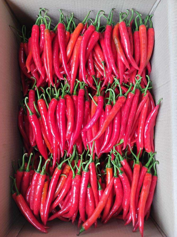 Cardboard export carton packed with neat rows of fresh red chillies