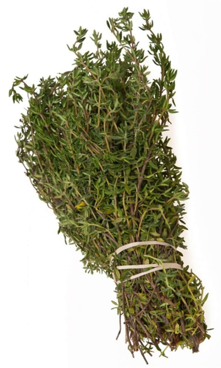 Fresh lemon thyme bunch for export