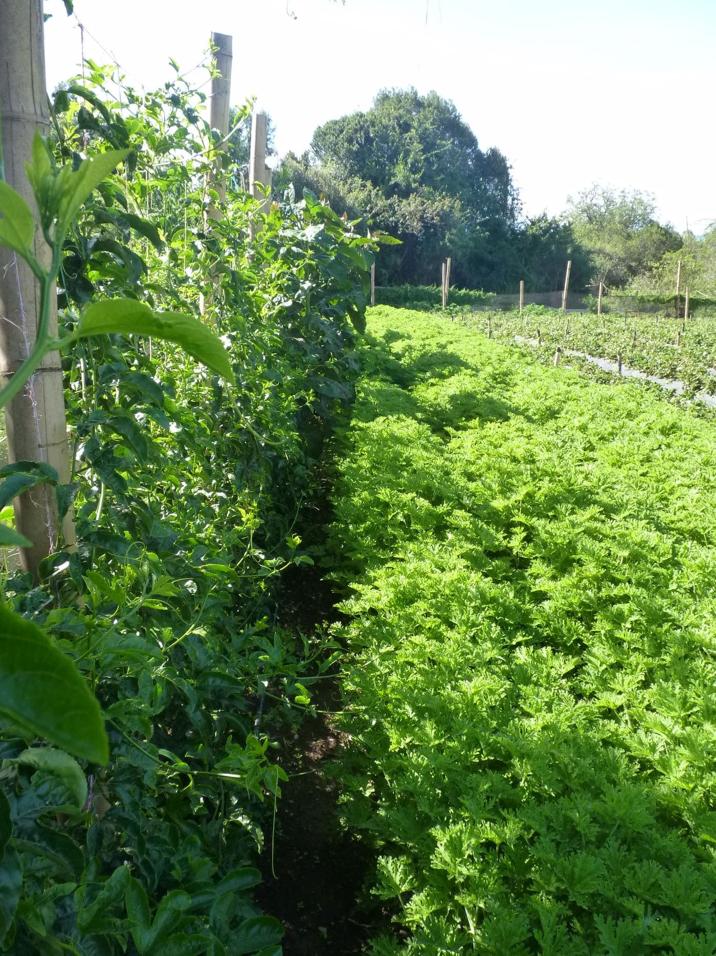 Fresh mint growing in Kenyan highland fields