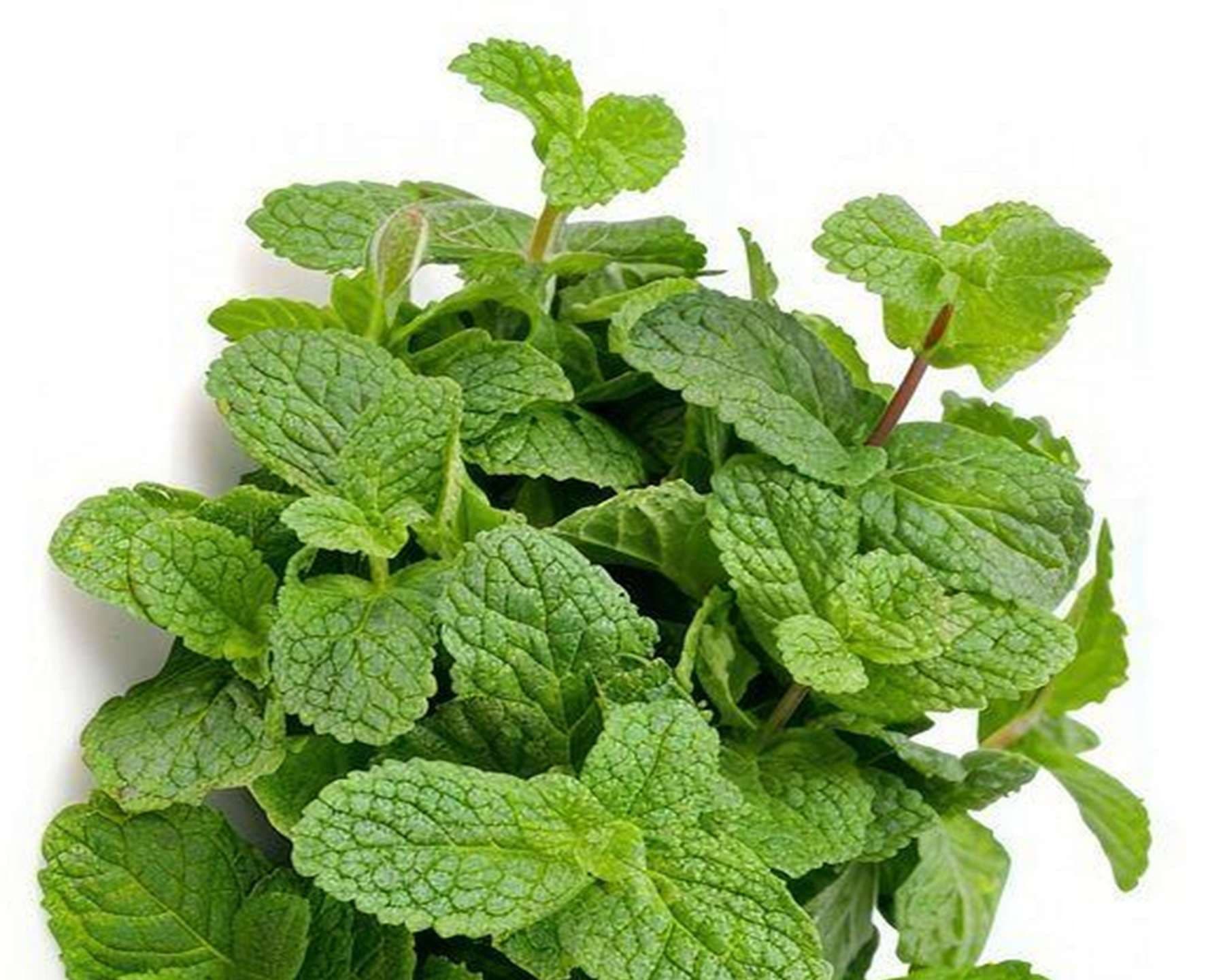 Fresh spearmint bunch for export