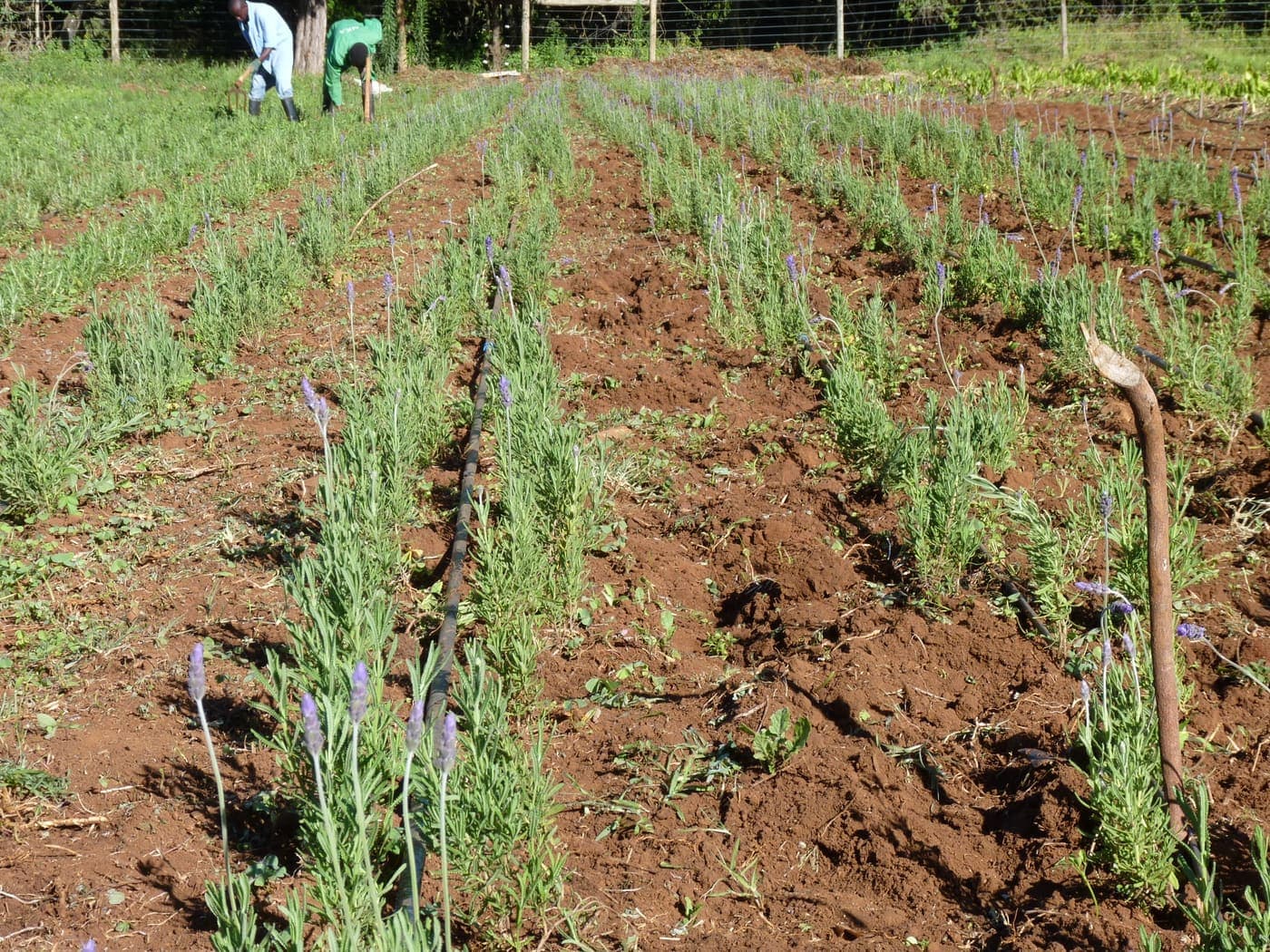 Oregano and specialty herbs growing in field rows