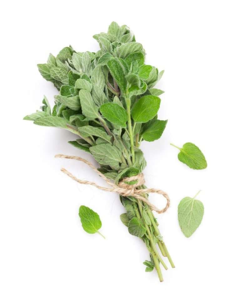 Fresh oregano bunch for export