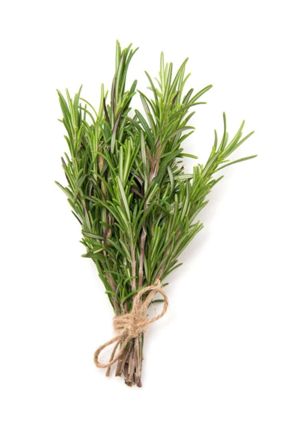 Fresh rosemary bunch for export