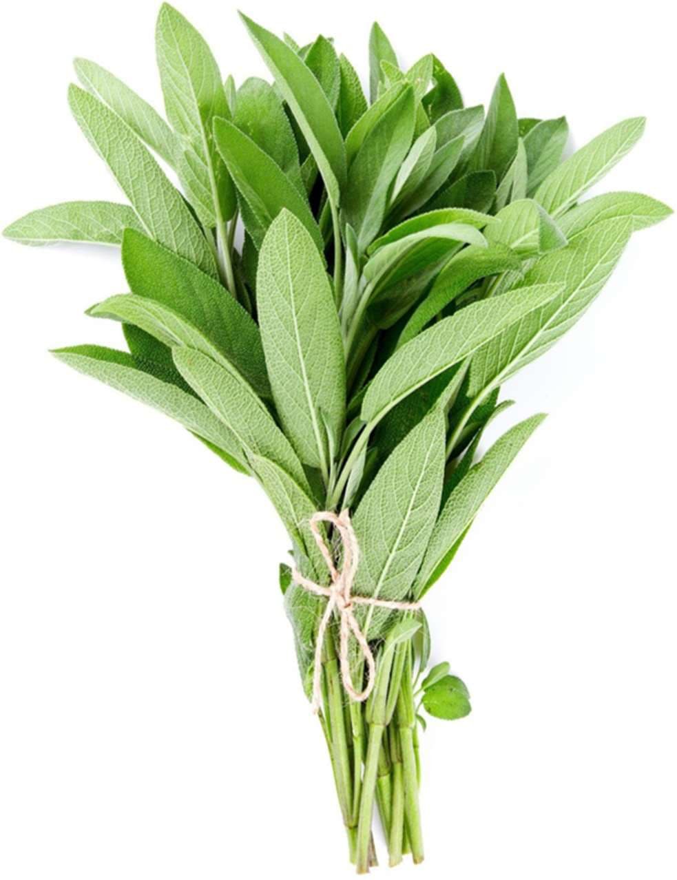Fresh sage bunch prepared for export