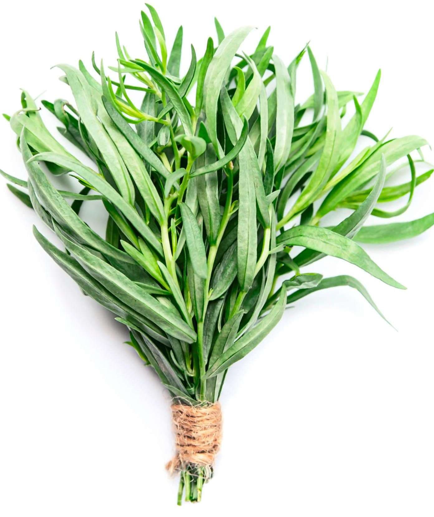 Fresh tarragon prepared for export