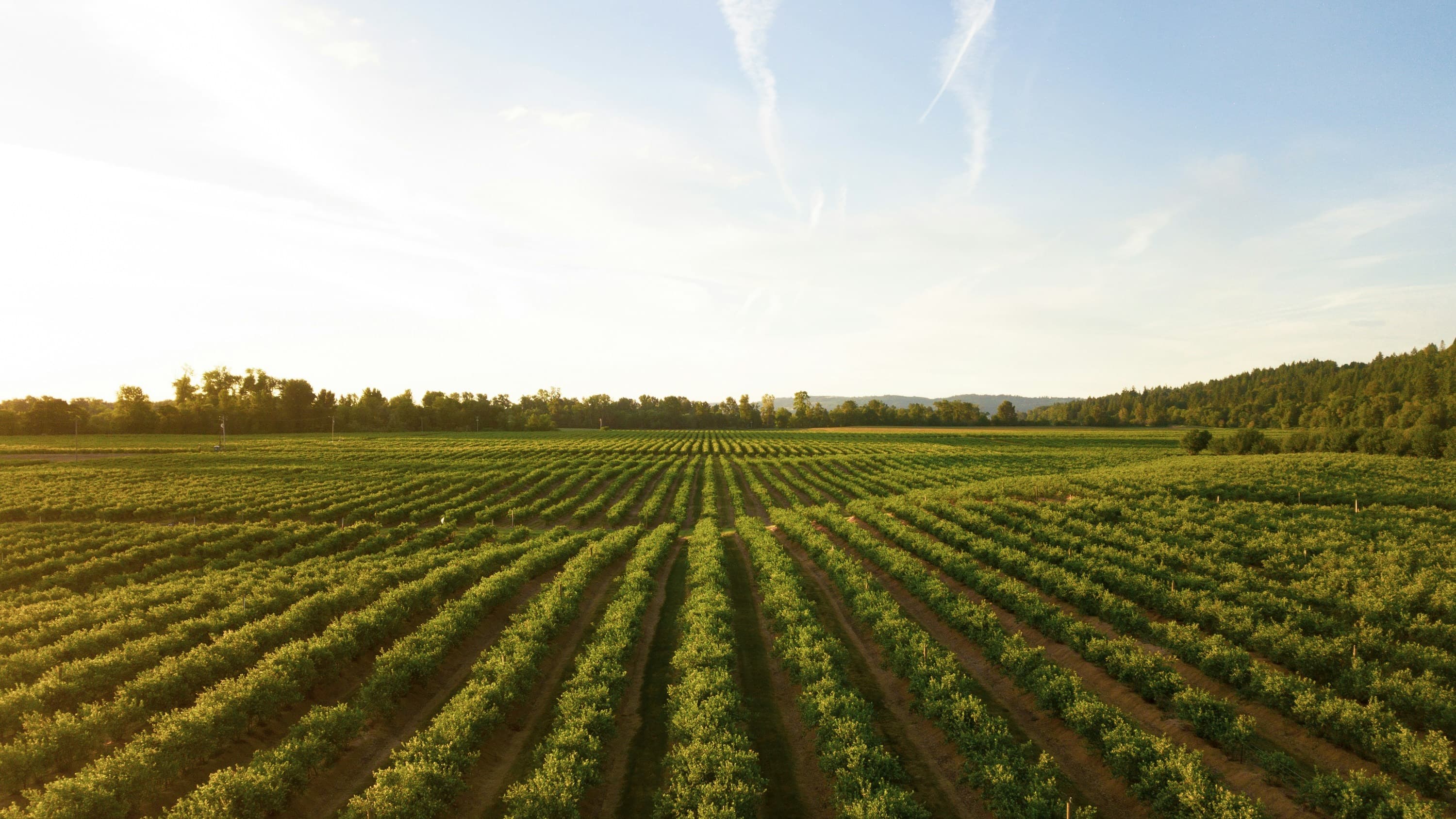 Aerial rows of green crops stretching across an open highland field