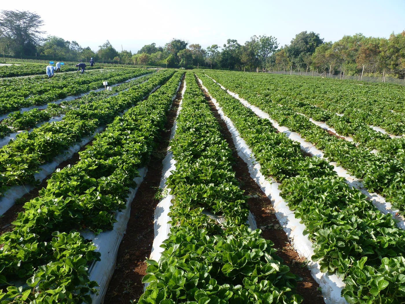 Farm field work across highland plots